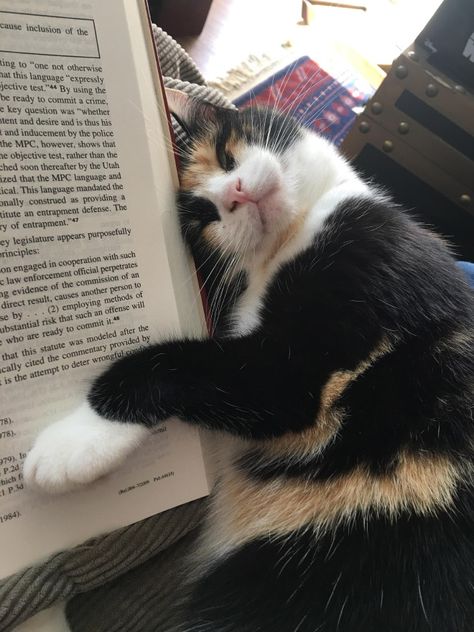 When Cat Owners Try To Read… Cat With Owner, Cat Having Kittens, Most Popular Cat Breeds, Take Over The World, Cat Loss, Cat Images, Cat Urine, Stuffed Animal Cat, Cat Parenting