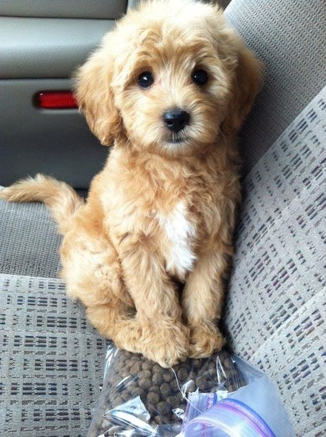 Can I PLEASE have some of this kibble now? Pretty please! With a chew toy on top? Goldendoodle Miniature, Söt Katt, Toyama, Airedale Terrier, Blue Heeler, Labradoodle, Cute Creatures, Goldendoodle, Small Dog