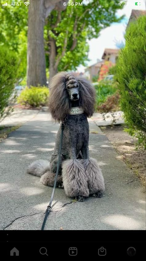 Female Poodle Haircut, Unique Poodle Haircut, Toy Poodle Haircuts, Standard Poodle Haircut Styles Summer, Poodle Banding, Standard Poodle Puppy Cut, Poodle Grooming Styles, Standard Poodle Haircut Styles, Poodle Bangs