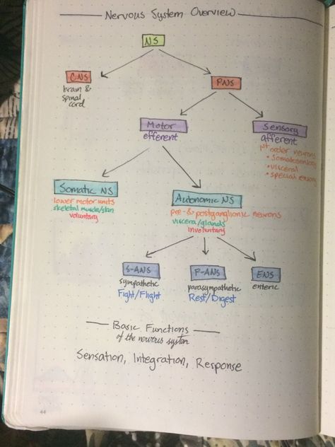 Notes On Nervous System, Endocrine System Drawing, Bio Psychology, Nervous System Notes, Nervous System Diagram, Nursing School Quotes, Endocrine System Nursing, Equine Vet, Nervous System Anatomy