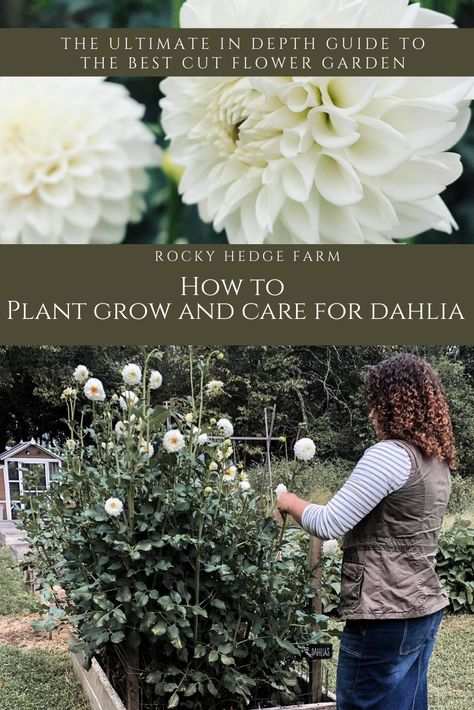 Learn to grow your own dahlias in this step-by-step guide. Dahlias make excellent cut flowers for bouquets and arrangements. Learn to grow and care for dahlias in your own garden in this step by step guide for beginners. Dahlia make excellent cut flowers for bouquets and arrangements and and are very easy to grow! Come get all my tips and tricks growing the best dahlias. #dahliaseason #growflowers #cutflowers @rockyhedgefarm data-pin-url= Dahlia Tubers, Growing Dahlias, Easy Plants To Grow, Homestead Gardens, Garden Bulbs, Cut Flower Garden, Easy Plants, How To Grow Taller, Dahlia Flower