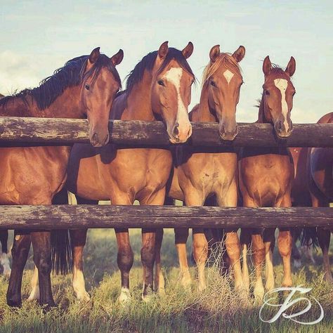 those faces Therapy Benefits, Most Beautiful Animals, Majestic Horse, Horse Ranch, All The Pretty Horses, Horse Crazy, Equine Photography, Horse Life, Horse Photos