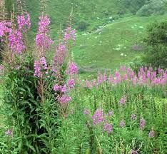 ROSE BAY WILLOW HERB, EPILOBIUM ANGUSTIFOLIUM Rose Bay willow herb is also called Fireweed, as it is a pioneer species, which is one of t... Spices And Their Uses, Herb Uses, Rosebay Willowherb, Willow Herb, Health Herbs, Coffee Substitute, Rose Bay, Healing Magic, Digestive Issues