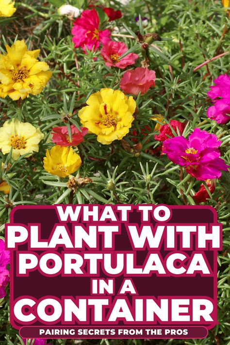 What To Plant With Portulaca In A Container: Pairing Secrets From The Pros Portulaca Flowers Pots Ideas, Portulaca Flowers Ideas, Flower Landscape Ideas, Landscaping Patio Ideas, Portulaca Flowers, Plant Pairings, Extra Large Planters, Mimosa Tree, Trailing Flowers