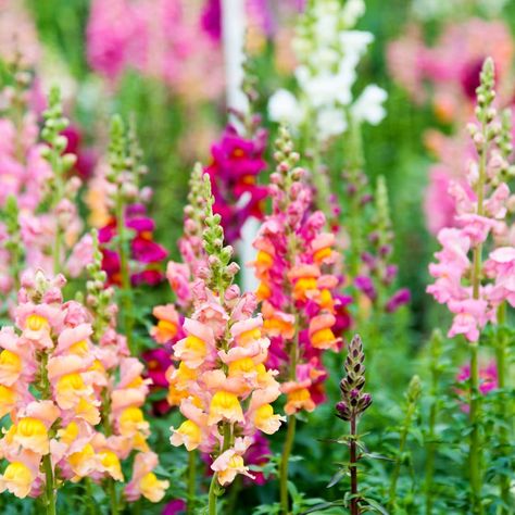 how to grow snapdragon flowers Deer Resistant Flowers, Snapdragon Flowers, Deer Resistant Plants, Seed Pack, Pollinator Garden, Annual Flowers, Flower Spike, Most Beautiful Flowers, Organic Seeds