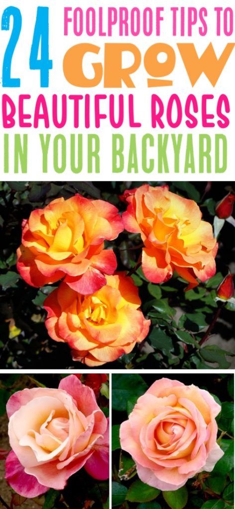 Rose Garden Ideas, Front Yard Landscape Design, Rose Garden Landscape, Front Yard Landscape, Gardening Tips For Beginners, Funny Vine, Rose Gardening, Rose Garden Design, Cottage Rose