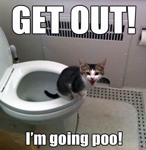 cat meme | GET OUT! I'm going poo! - Cat meme | Malware Removal - Software ... Hilarious Animals, Funny Kittens, Funny Pets, Funny Animal Quotes, Funny Animal Jokes, Humor Memes, Funny Cat Memes, Funny Cat Pictures, Funny Animal Memes