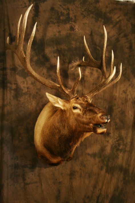 Deer Shoulder Mount, Taxidermy Deer, Elk Head, Taxidermy Decor, Hunting Room, Archery Bows, Taxidermy Mounts, Animal Skulls, Christmas Watercolor