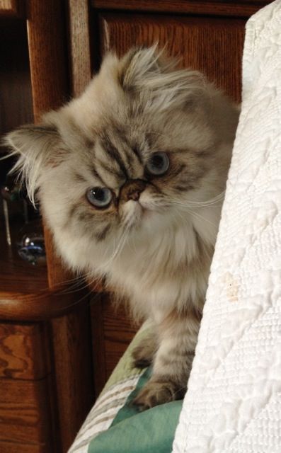 Peek-a-boo... Tortie Lynx Point Himalayan Persian Himalayan Persian, Flat Faced Cat, Exotic Shorthair Cat, Himalayan Cat, Flat Face, Persian Kittens, Fluffy Cat, Persian Cat, Cute Cats And Kittens