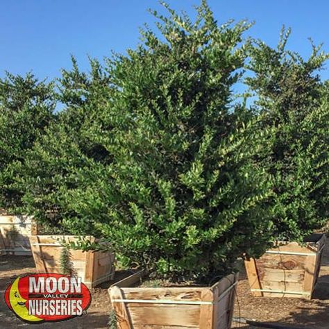 Wax Leaf Privet | Hedge Trees | Moon Valley Nurseries Wax Leaf Privet, Privet Hedge, Hedge Trees, Fast Growing Evergreens, Tree Growth, Moon Nursery, Topiary Garden, Specimen Trees, Porch Steps