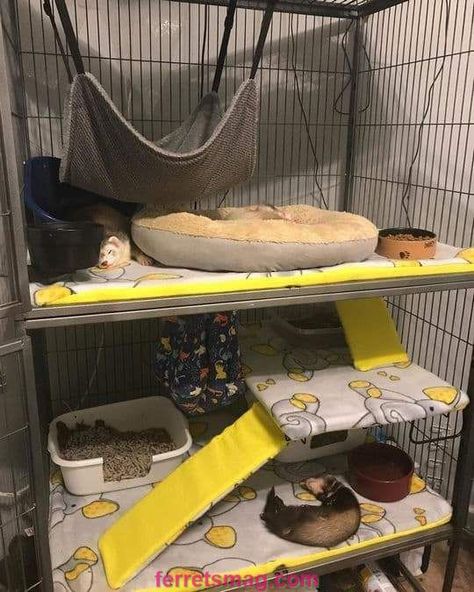 Ferret Cage Ideas, Ferret Supplies, Kandang Hamster, Ferret Diy, Ferret Accessories, Ferret Care, Ferret Nation Cage, Pet Rat Cages, Sugar Glider Pet