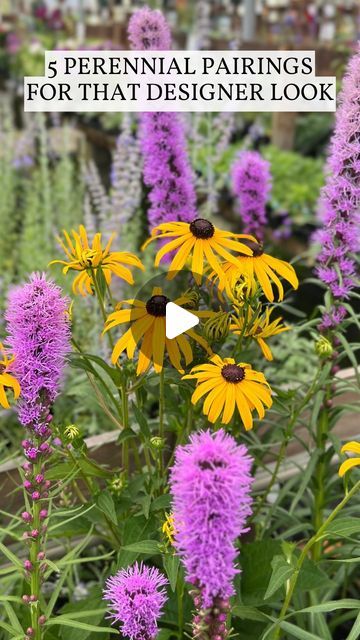 Amsterdam Garden Centre on Instagram: "✨ These 5 perennial pairings will transform your outdoor space into a designer’s dream:

1. Liatris ‘Kobold’ & Rudbeckia ‘Goldsturm’
2. Crocosmia ‘Emberglow’ & Helenium ‘Sahin’s Early’ (Sneezeweed)
3. Delphinium ‘Summer Skies’ & Leucanthemum ‘Real Sunbeam’
4. Coreopsis ‘Zagreb’ & Stachys ‘Hummelo’
5. Monarda ‘Gardenview Scarlet’ (Bee Balm) & Penstemon ‘Cherry Sparks’

💬 Drop a comment below with your favourite combo!

#perennialpairings #gardeninspiration #gardenideas #landscapedesignideas #landscapedesign #perennialgarden #perennials #perennial #learnoninstagram #flowergarden #pittmeadowsbc #gardeners #amsterdamgardencentre #mapleridgebc #vancouverbc #summergarden #vancouverisawesome

Landscape Garden Design | Garden Landscaping Ideas | Garden Plant Coreopsis Companion Plants, Liatris Kobold, Coreopsis Zagreb, Stachys Hummelo, Flower Pairings, Rudbeckia Goldsturm, Perennial Garden Ideas, Flower Garden Ideas Landscaping, Plant Pairings