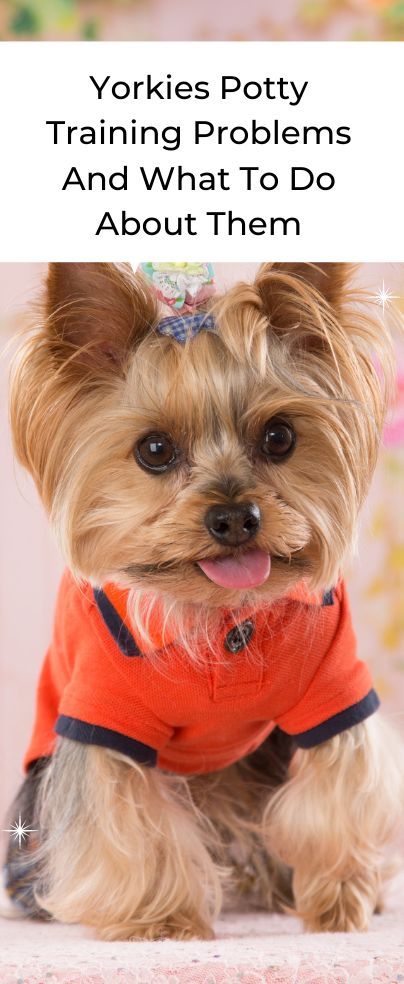 If you’ve just got your Yorkshire terrier you may be wondering about the common Yorkies potty training problems and what to do about them. That’s quite understandable. People often hit a wall with Yorkies because they’ve failed to consider that these dogs need quite a bit of training. Yorkies are often too adorable for their own good – they attract a lot of owners but the latter find themselves unprepared for training such a strong-willed terrier. Yorkie Potty Training, Yorkie Training, Yorkshire Terrier Funny, Potty Training Boys, Dog Kisses, Yorkie Terrier, Dog Potty Training, Bichon Frise Dogs, Terrier Breeds