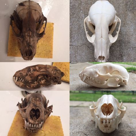 Skull Decor Diy, Taxidermy Diy, Carved Skulls, Deer Skull Art, Borax Crystals, Cow Skull Decor, European Mount, Antler Crafts, Primitive Technology