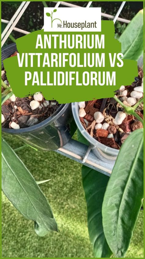 Two Anthurium plants, on the left is Vittarifolium and on the right is Pallidiflorum. The text is on top of the image. Anthurium Plant, Rainforest Plants, Indoor Plants, House Plants, To Tell, Flower Garden, To Read, In This Moment, Plants