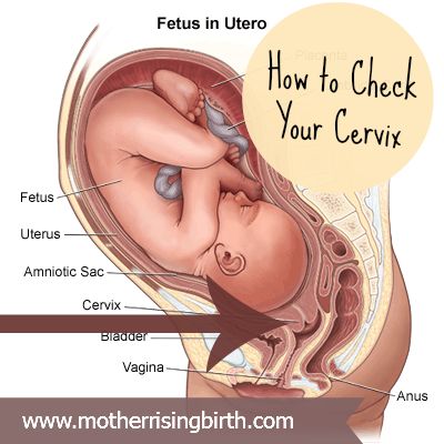 WHAT THE WHAT?!?! NO!! (Original caption: How to check your cervix yourself (and why!) in the third trimester. #pregnancy #cervix #dilation) Womens Health Magazine, Natural Beauty Care, Health Class, Health Guru, Breast Workout, Vanessa Montoro, Fitness Trends, Health Trends, Breast Health