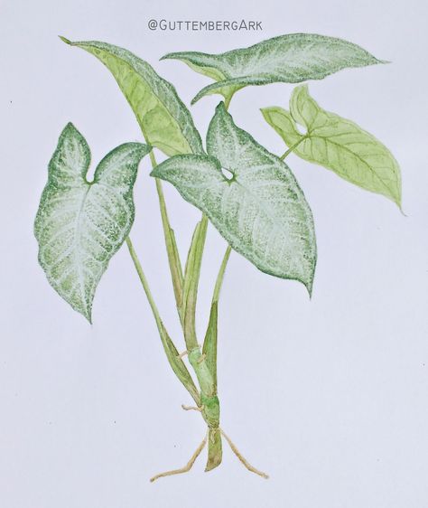 Waltercolor Syngonium podophillum paint by Leandro Guttemberg - @GuttembergArk Técnica de aquarela Syngonium Drawing, Arrowhead Plant Tattoo, Syngonium Tattoo, Illustrated Plants, Tattoo Bee, Plants Sketch, Gardening Magazine, Leaves Sketch, Plant Sketches