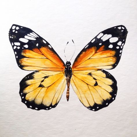 A Butterfly, Baby Room, Butterflies, Orange, White, Instagram, Black