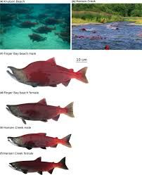 Sexual dimorphism modifies habitat‐associated divergence: Evidence from beach and creek breeding sockeye salmon - Oke - 2019 - Journal of Evolutionary Biology - Wiley Online Library Salmon Migration, Galjoen Fish, Extinct Sea Creatures, Salmon Species, Study Site, Convergent Evolution, Trout Population, Evolutionary Biology, Sockeye Salmon