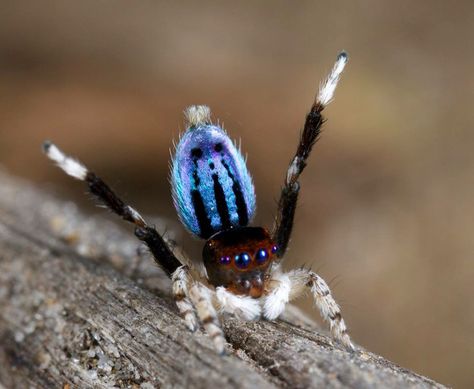 Peacock spider Peacock Spidersona, Pet Spider Aesthetic, Unique Spiders, Peacock Jumping Spider, Sapphire Tarantula, Peacock Spider, Green Bottle Blue Tarantula, Pet Tarantula, Huge Spiders