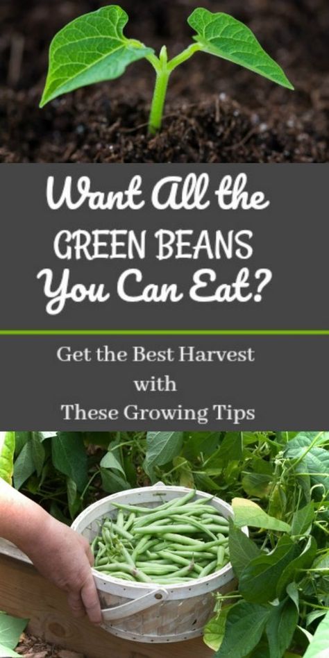 Want All the Green Beans You Can Eat? Get the Best Harvest With These Growing Tips | Ready Nutrition Green Beans Growing, Beans Growing, Growing Green Beans, Gemüseanbau In Kübeln, Raised Gardens, Edible Gardening, Garden Remedies, Raised Bed Gardening, Growing Greens