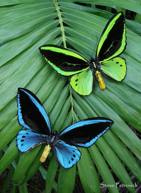 Papua Bird-wings [Male] - These butterflies have been farmed in Papua New Guinea. The green one is Ornithoptera priamus, and the blue is Ornithoptera urvillianus; by Wild-Jungleman Photo Papillon, On The Wings Of Love, Two Butterflies, Papillon Butterfly, Moth Caterpillar, Flying Flowers, Beautiful Bugs, Butterfly Pictures, Butterfly Kisses