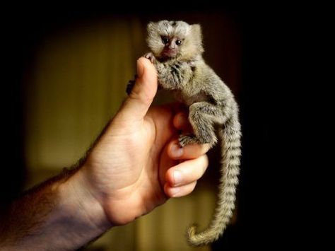 Full grown finger monkey... I totally want one of these!! It can ride my mastiff! Common Marmoset, Pygmy Marmoset, Finger Monkey, Marmoset Monkey, Tiny Monkey, Small Monkey, Mini Monkey, Pet Monkey