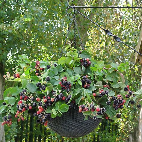 Trailing Blackberry Black Cascade Blackberry Plants, Blackberry Bush, Growing Raspberries, Garden Vase, Blueberry Plant, Fruit Bushes, Plant Mama, Sustainable Gardening, Plants For Hanging Baskets