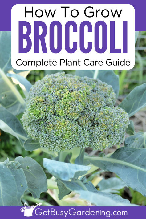 a large head of broccoli growing from the center step of a green plant When To Plant Broccoli, How To Grow Broccoli, Growing Sweet Corn, Grow Broccoli, Bee Yard, Crop Ideas, Broccoli Plant, Growing Broccoli, Gardening Tricks