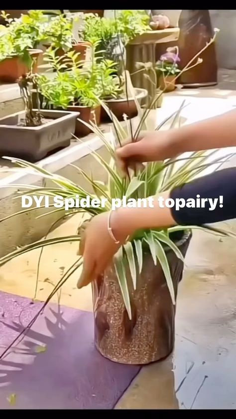 All Posts • Instagram Plant Topiary, Spider Plant Babies, City Kitchen, Spider Plant, Garden Greenhouse, Spider Plants, Kitchen Garden, Healing, Kitty