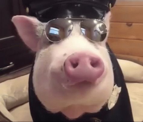 Pig Pig Police GIF - Pig Pig Police Police - Discover & Share GIFs Shaved Alpaca, Pig Gif, Panda Gif, Police Police, Skeleton Illustration, Funny Pigs, Pig Cartoon, Raccoon Funny, Cartoon Gifs