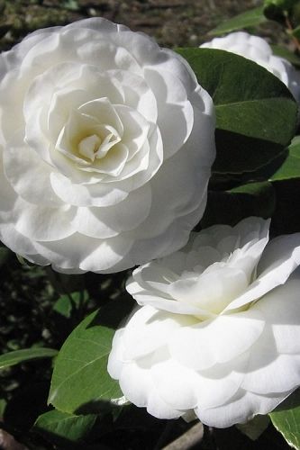 Stock (16) White Camellia Flower, Camellia White, Camelia Japonica, Flowering Bonsai Tree, Camellia Plant, White Camellia, Camellia Japonica, Bonsai Flower, Foundation Planting