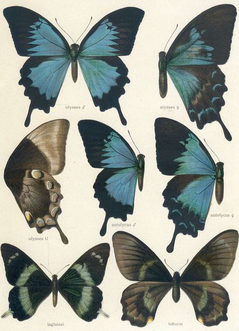 Download Image of Seitz 9 Fauna Indo Australica Plate 38 - A bunch of butterflies that are sitting on a table. Free for commercial use, no attribution required. Plate 38: Papilio a.  Papilio ulysses L. f. ulysses L. = Papilio ulysses ulysses Linnaeus, 1758, ♂, upperwing Papilio ulysses L. f. ulysses L. = Papilio ulysses ulysses Oberthür, 1880, ♀, upperwing English:  a.1.: Ulysses Butterfly, male, upperwing; a.2.: Ulysses Butterfly, female, upperwing b.  Papilio ulysses L. f. ulysses L. = Papilio ulysses ulysses Rothschild, 1896, underwing Papilio ulysses L. f. autolycus Fldr. = Papilio ulysses autolycus C. & R. Felder, 1865, ♂, upperwing Papilio ulysses L. f. autolycus Fldr. = Papilio ulysses autolycus C. & R. Felder, 1865, ♀, upperwing English:  b.1.: Ulysses Butterfly, underwing; b.2.: U Bunch Of Butterflies, Papilio Ulysses, Ulysses Butterfly, Butterfly Books, White Bowls, Image Types, A Table, Butterflies, Resolution