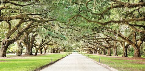 Things to Do In Charleston SC | Tours & Attractions in Charleston Charleston Plantations, Charleston Itinerary, Charleston Travel Guide, Charleston Beaches, Charleston Photography, Famous Lighthouses, Charleston Trip, Country Scenery, Charleston Hotels