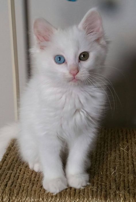 Turkish Angora Kitten Turkish Angora Kitten, Angora Kitten, Turkish Angora Cat, Angora Cats, Turkish Angora, Baby Cats, Beautiful Eyes, Cats And Kittens