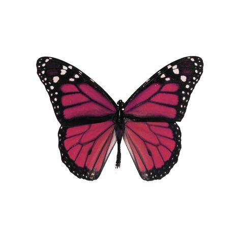 Magenta Aesthetic Icon, Magenta App Icons, Magenta Widget, Beidou Sticker, Magenta Icons, Dark Pink Icons, Dark Pink Butterfly, Butterfly Widget, Pink And Black Butterfly