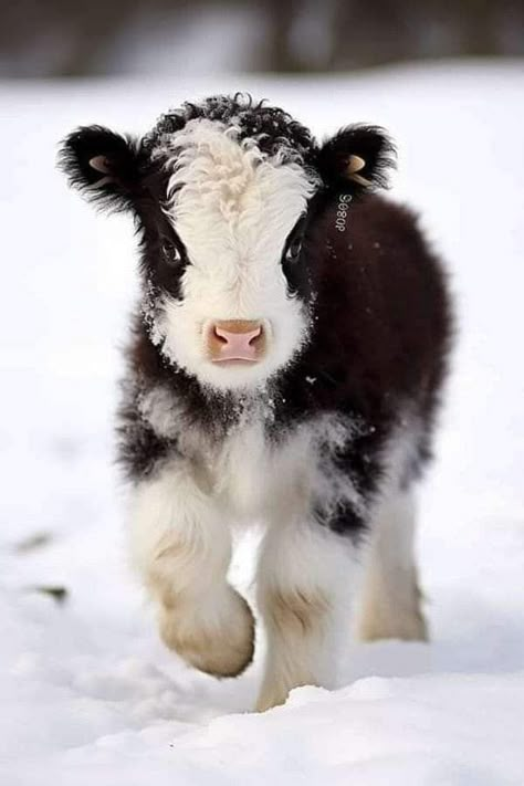 Calf Photography, Pet Cows, Cow Photography, Mini Cows, I Love Cows, Baby Highland Cow, Baby Farm Animals, Fluffy Cows