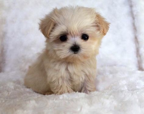 Insanely Awwdorable Teeny Tiny Teacup Puppies - I Can Has Cheezburger? Snowglobe Tattoo, Söt Katt, 강아지 그림, Cute Animals Puppies, Very Cute Dogs, Baby Animals Pictures, Cute Little Puppies, Teacup Puppies, Baby Puppies