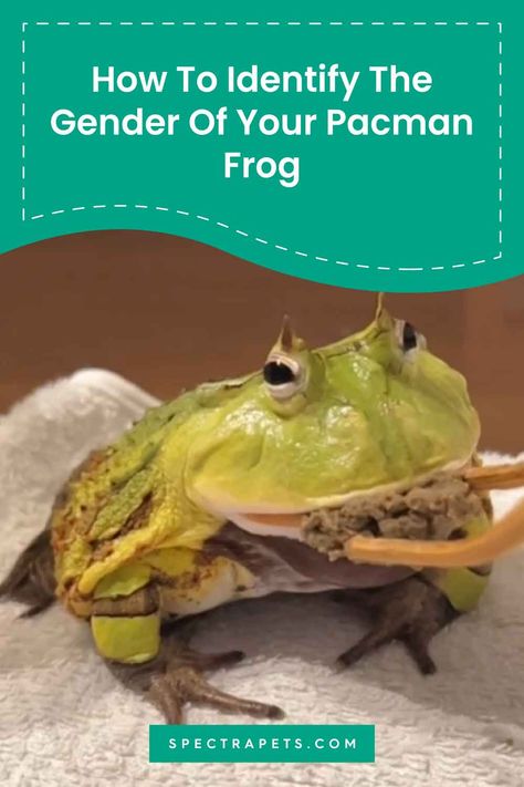 Ever wondered if your Pacman frog is male or female? Gender determination is not only intriguing but can be crucial for various reasons, such as breeding or understanding behaviors. This guide will lead you through the subtle differences between male and female Pacman frogs, from size to vocal sacs, ensuring you accurately determine your pet's gender. Dive into the world of froggy gender identification and discover the importance behind it! #PacmanFrogGender #FrogFacts #SpectraPets. Gender Determination, Pet Frog, Frog Facts, Pacman Frog, Reptile Care, Pet Frogs, Frog Tattoos, Vocal Range, Frog And Toad