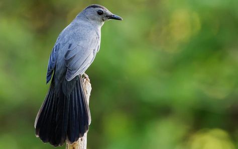 The gray catbird is an amazing singer, and plays with ants | Detroit Lakes Tribune Bur Oak Tree, Gray Catbird, Birdhouse In Your Soul, Public Domain Photos, American Robin, Oak Tree, The Shadows, The Gray, Bird Species