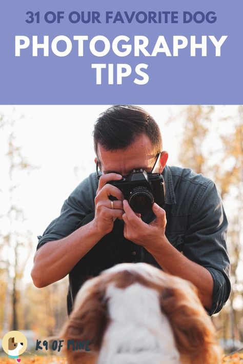 Learn how to snap the perfect shot of your pooch with our dog photography tips and tricks for newbies! #dogs #dogphotography #petphotography #photography Simple Dog Photoshoot, Easy Dog Photoshoot Ideas, Dogs Portraits Photography, Dog And People Photography, Easy Dog Photography Ideas, Puppy Photography Ideas, Photography With Dogs Ideas, Dog Photography Ideas With Owner, Dog Tricks Photography