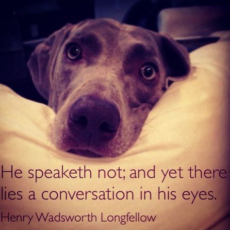 "He speaketh not; and yet there lies a conversation in his eyes."  -  Henry Wadsworth Longfellow Dogs Eyes, Eyes Quotes, Eye Quotes, Quotes By Authors, Dog Eyes, Quotes Love, Animal Quotes, Dog Quotes, Mans Best Friend