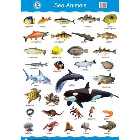 sea animals Aquatic Animals Pictures, Coral Reef Animals, Under The Sea Animals, Coral Reef Art, Fauna Marina, Water Animals, Aquatic Animals, Coral Reefs, Animal Facts