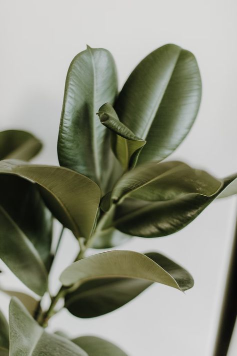 Plant Close Up, Desert City, Organic Photography, Creative Commons Images, Business Basics, Leaf Plant, Plant Photography, Plant Wallpaper, Close Up Photography