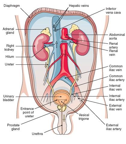 Male Urinary System, Urine Formation, Human Body Vocabulary, Loop Of Henle, Arteries Anatomy, Anaerobic Respiration, The Urinary System, Abdominal Aorta, Excretory System