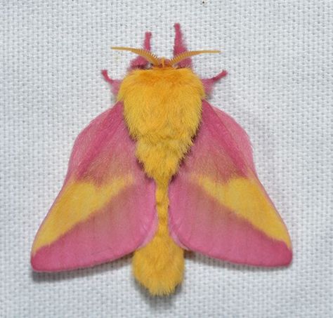 How cute is this Rosy Maple?! Native to the US, they are perhaps one of the prettiest of moths with their candy-coloured coat and cuddly appearance.    Can be seen in forests across New England but venture into urban gardens, where they feed on Maple.    #Pink #pinkhair #yellow #sweets #Moth #pretty #beauty #beautiful #animals #wildlife #wild #wildlifephotography #Amazing #nature #naturephotography #naturelovers Io Moth, Maple Moth, Tortoise Beetle, Orchid Mantis, Rosy Maple Moth, Hummingbird Moth, Beautiful Insects, Black Ants, Tropical Africa