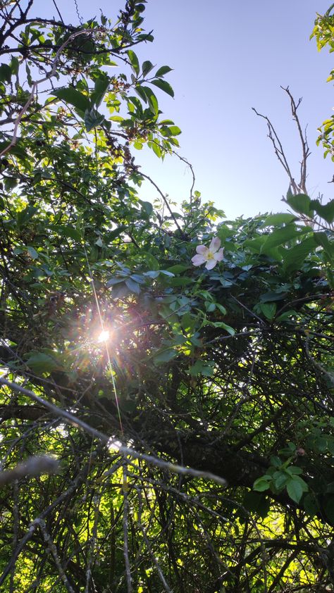 •🌸🌳• ~Beautiful picture of sun sunny day summer sommar evening aesthetic flower in tree plant träd blomma växt kväll aesthetic summer flower.~ Sunny Day Pictures, Sunny Day Aesthetic, Evening Aesthetic, Aesthetic Flower, Beautiful Picture, Aesthetic Summer, Sunny Day, Sunny Days, Happy Halloween