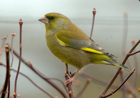 Greenfinch (Chloris chloris) male Greenfinch, Spotted Woodpecker, Red Bill, Small Insects, Uk Garden, Garden Birds, Mallard Duck, Goldfinch, Bird Photo