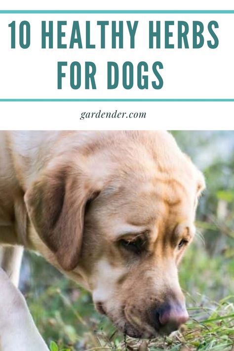 Herbs Dogs Can Eat, Herbs That Are Good For Dogs, Herbs For Dogs To Eat, Herbs And Spices Safe For Dogs, Calming Herbs For Dogs, Herbs Good For Dogs, Herbs For Dogs Health, Dog Sensory, Herbs For Dogs