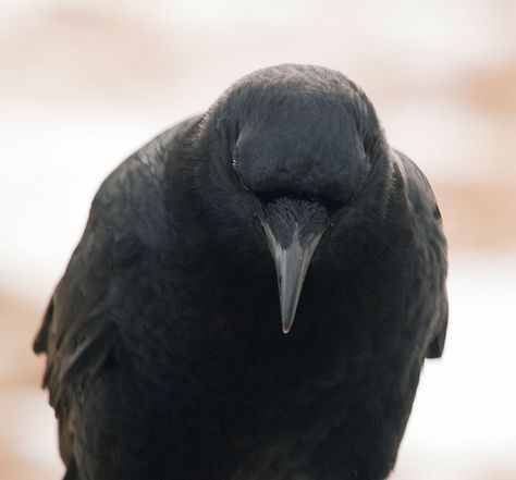 Crow Front View, As The Crow Flies, Animal References, The Crow, Front View, Crows, Ravens